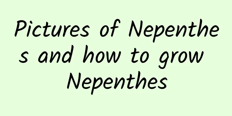 Pictures of Nepenthes and how to grow Nepenthes