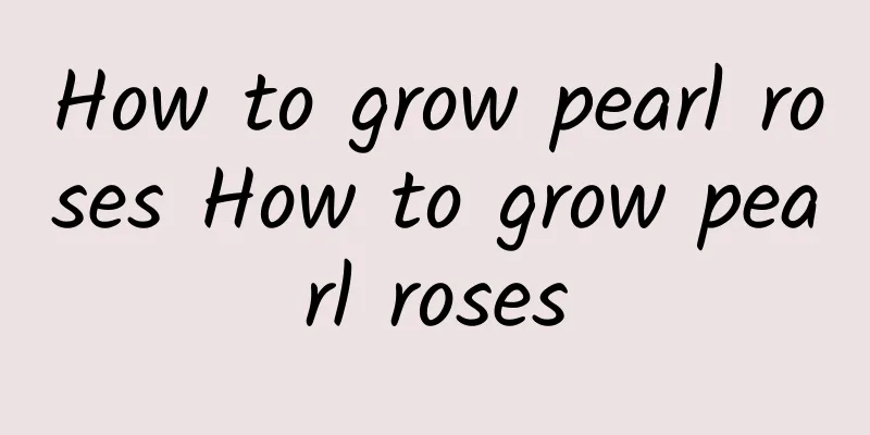 How to grow pearl roses How to grow pearl roses