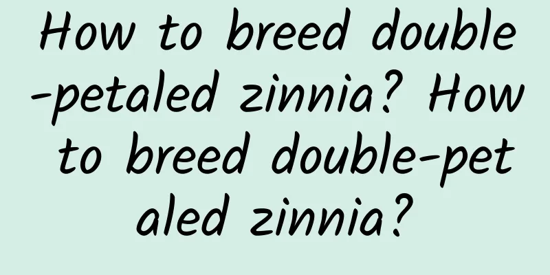 How to breed double-petaled zinnia? How to breed double-petaled zinnia?