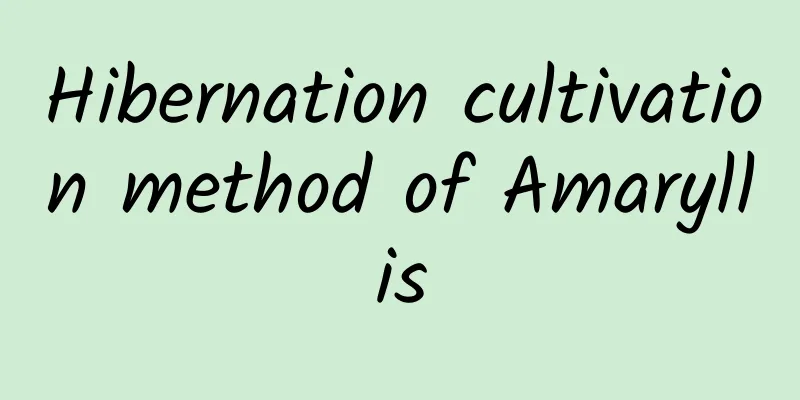 Hibernation cultivation method of Amaryllis