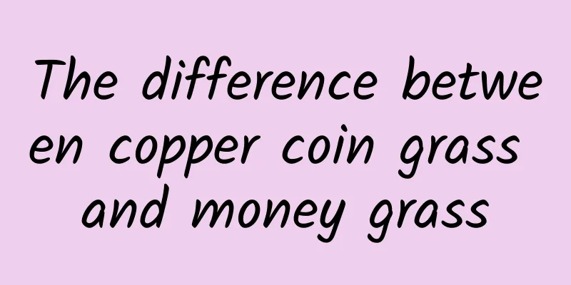 The difference between copper coin grass and money grass