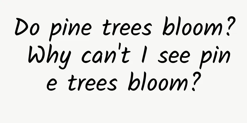 Do pine trees bloom? Why can't I see pine trees bloom?