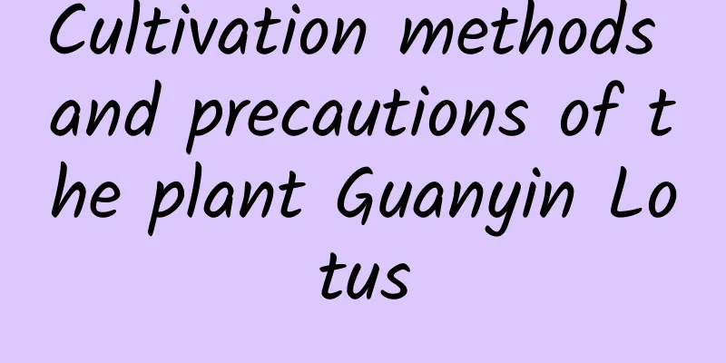 Cultivation methods and precautions of the plant Guanyin Lotus