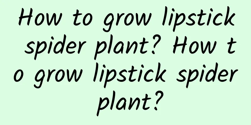 How to grow lipstick spider plant? How to grow lipstick spider plant?