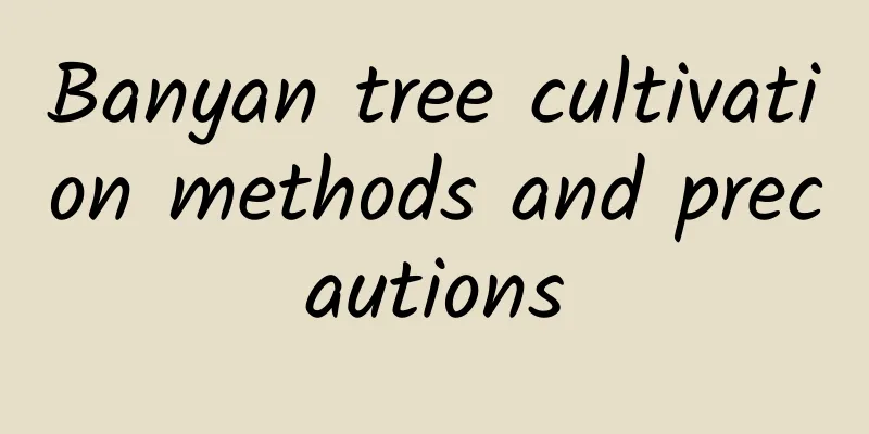 Banyan tree cultivation methods and precautions