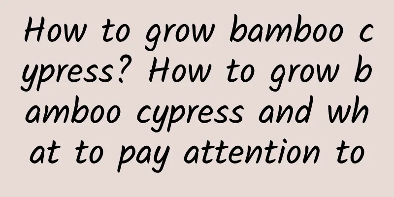 How to grow bamboo cypress? How to grow bamboo cypress and what to pay attention to