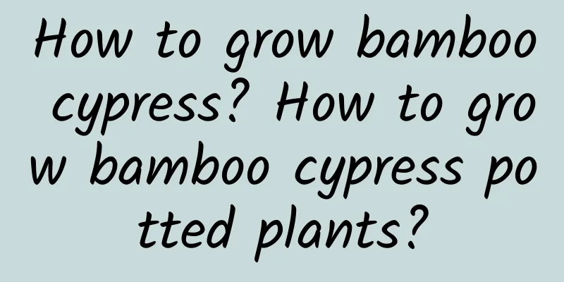 How to grow bamboo cypress? How to grow bamboo cypress potted plants?