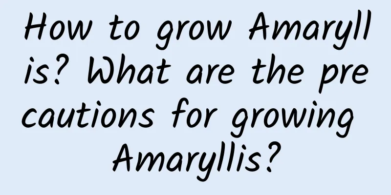 How to grow Amaryllis? What are the precautions for growing Amaryllis?