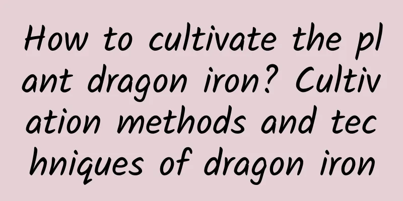 How to cultivate the plant dragon iron? Cultivation methods and techniques of dragon iron