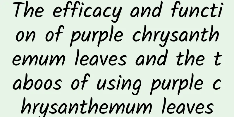 The efficacy and function of purple chrysanthemum leaves and the taboos of using purple chrysanthemum leaves