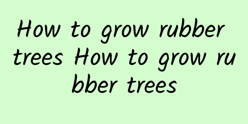 How to grow rubber trees How to grow rubber trees