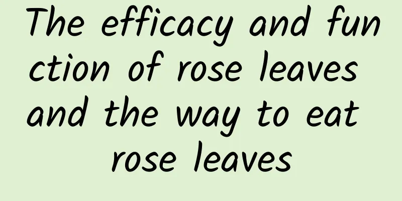 The efficacy and function of rose leaves and the way to eat rose leaves