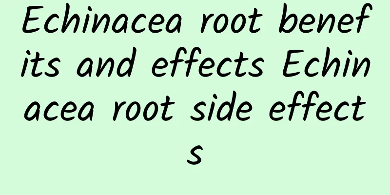 Echinacea root benefits and effects Echinacea root side effects