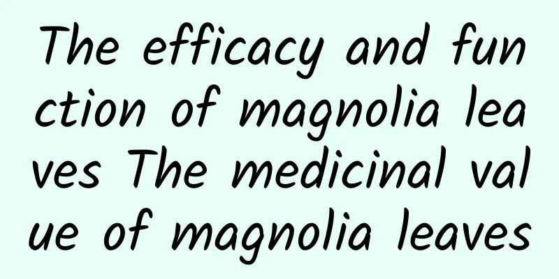 The efficacy and function of magnolia leaves The medicinal value of magnolia leaves