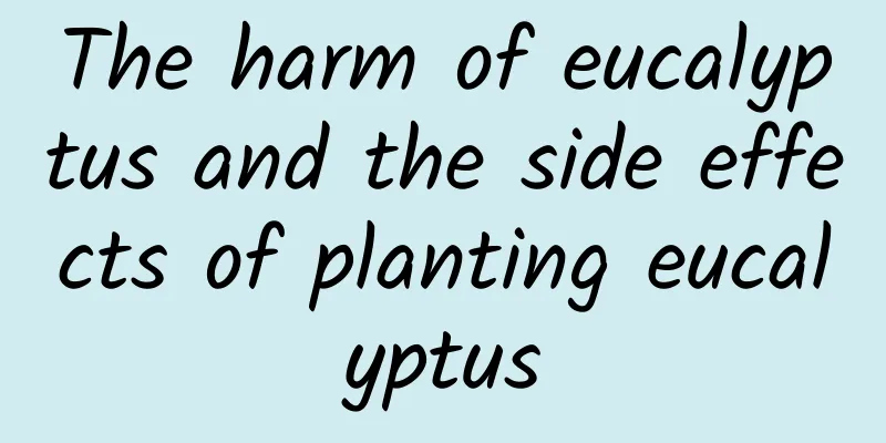 The harm of eucalyptus and the side effects of planting eucalyptus