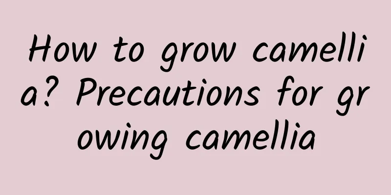 How to grow camellia? Precautions for growing camellia