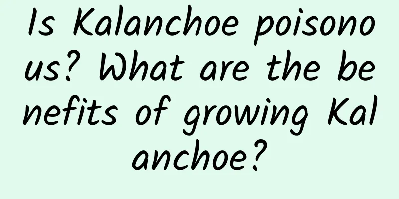 Is Kalanchoe poisonous? What are the benefits of growing Kalanchoe?