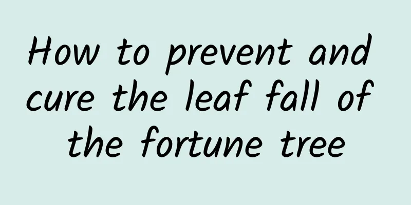 How to prevent and cure the leaf fall of the fortune tree