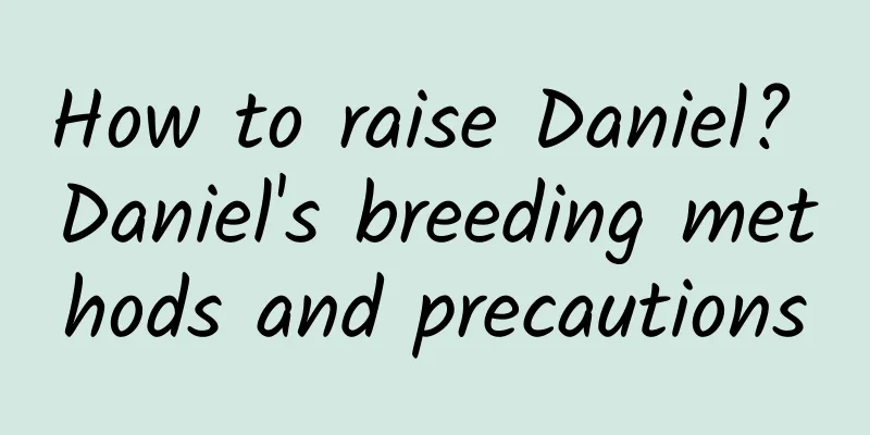 How to raise Daniel? Daniel's breeding methods and precautions