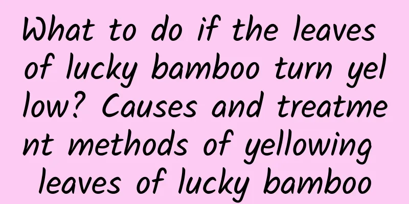 What to do if the leaves of lucky bamboo turn yellow? Causes and treatment methods of yellowing leaves of lucky bamboo