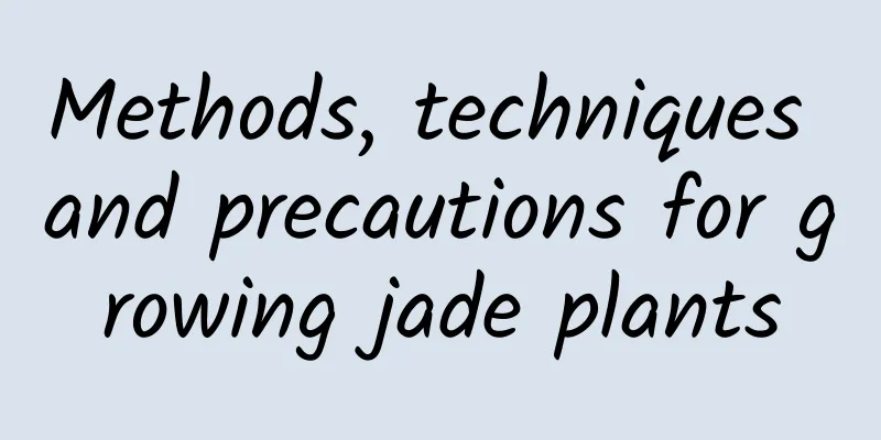 Methods, techniques and precautions for growing jade plants