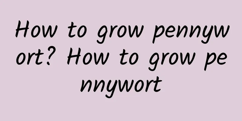 How to grow pennywort? How to grow pennywort