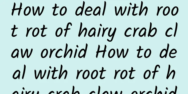 How to deal with root rot of hairy crab claw orchid How to deal with root rot of hairy crab claw orchid