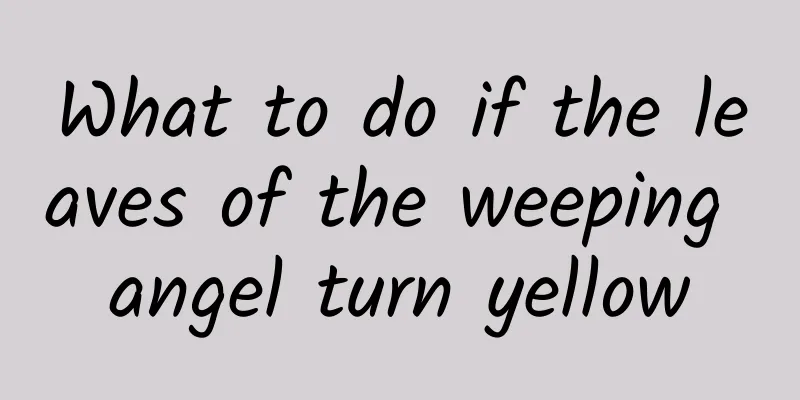 What to do if the leaves of the weeping angel turn yellow