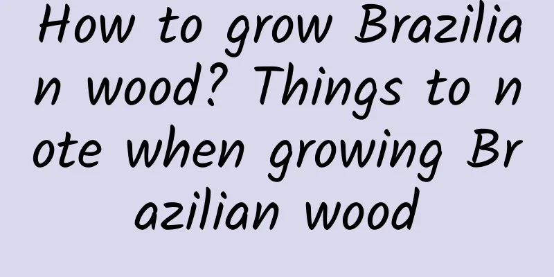 How to grow Brazilian wood? Things to note when growing Brazilian wood