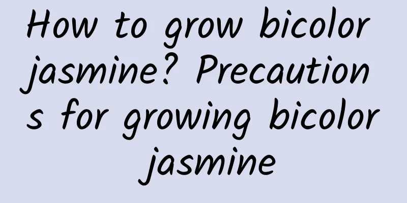 How to grow bicolor jasmine? Precautions for growing bicolor jasmine