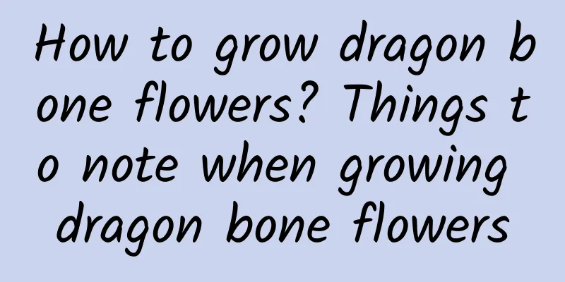 How to grow dragon bone flowers? Things to note when growing dragon bone flowers