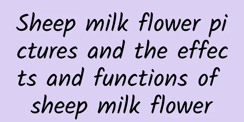 Sheep milk flower pictures and the effects and functions of sheep milk flower