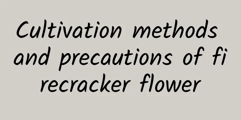 Cultivation methods and precautions of firecracker flower