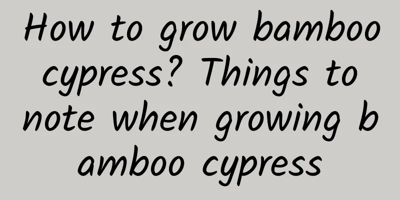 How to grow bamboo cypress? Things to note when growing bamboo cypress