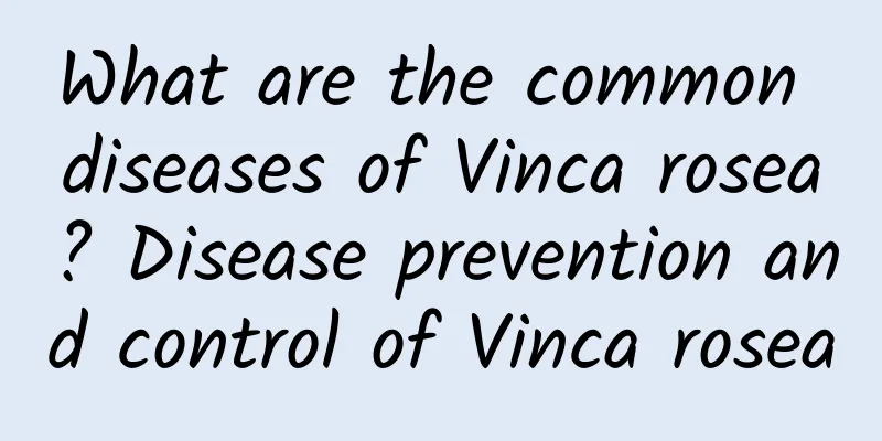 What are the common diseases of Vinca rosea? Disease prevention and control of Vinca rosea