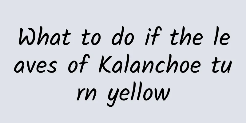 What to do if the leaves of Kalanchoe turn yellow