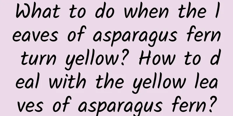 What to do when the leaves of asparagus fern turn yellow? How to deal with the yellow leaves of asparagus fern?