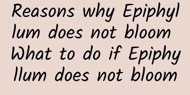 Reasons why Epiphyllum does not bloom What to do if Epiphyllum does not bloom