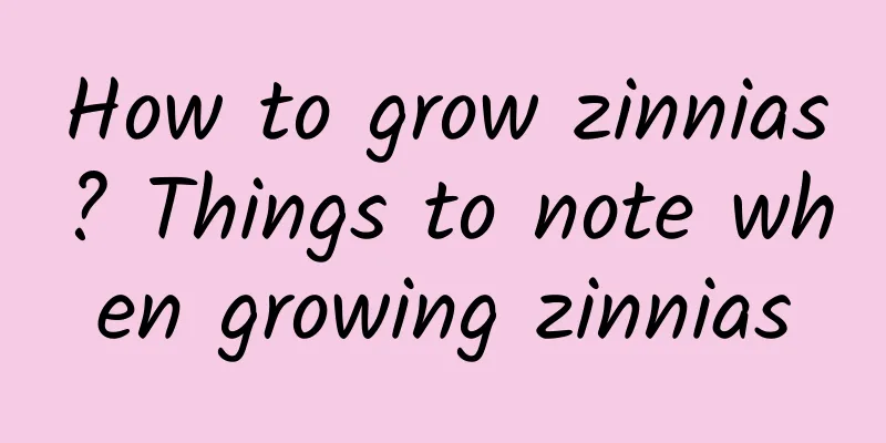 How to grow zinnias? Things to note when growing zinnias