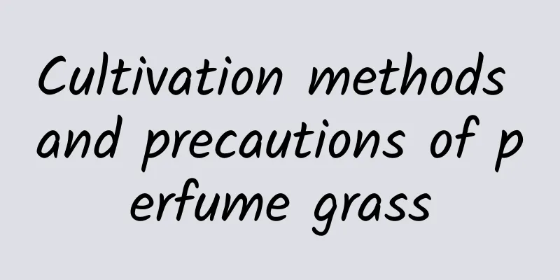 Cultivation methods and precautions of perfume grass