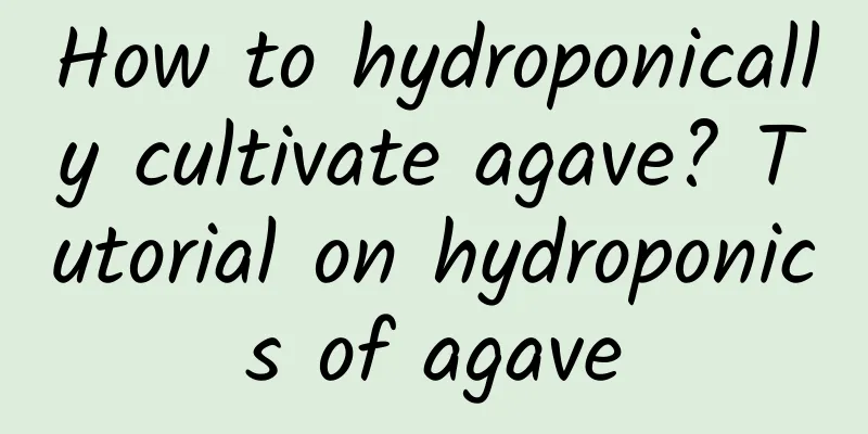 How to hydroponically cultivate agave? Tutorial on hydroponics of agave