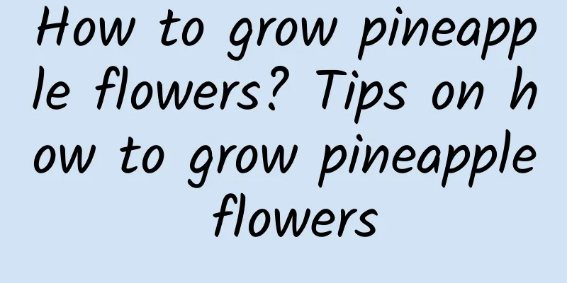 How to grow pineapple flowers? Tips on how to grow pineapple flowers