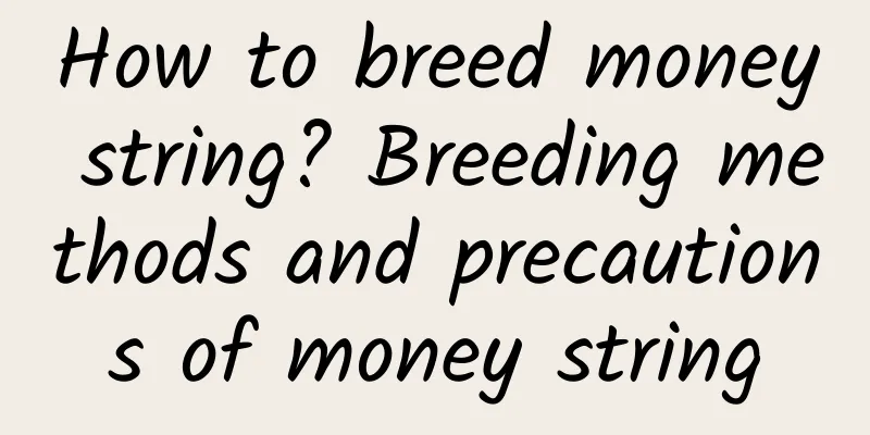 How to breed money string? Breeding methods and precautions of money string