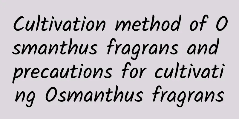 Cultivation method of Osmanthus fragrans and precautions for cultivating Osmanthus fragrans