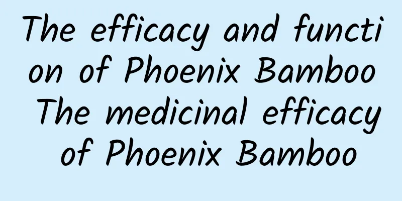 The efficacy and function of Phoenix Bamboo The medicinal efficacy of Phoenix Bamboo