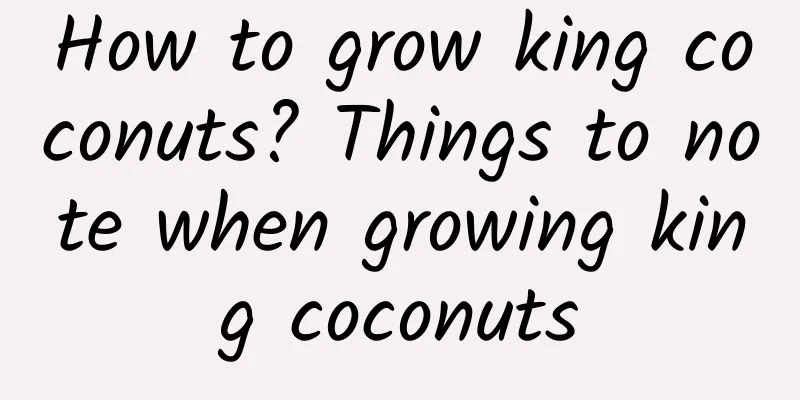 How to grow king coconuts? Things to note when growing king coconuts