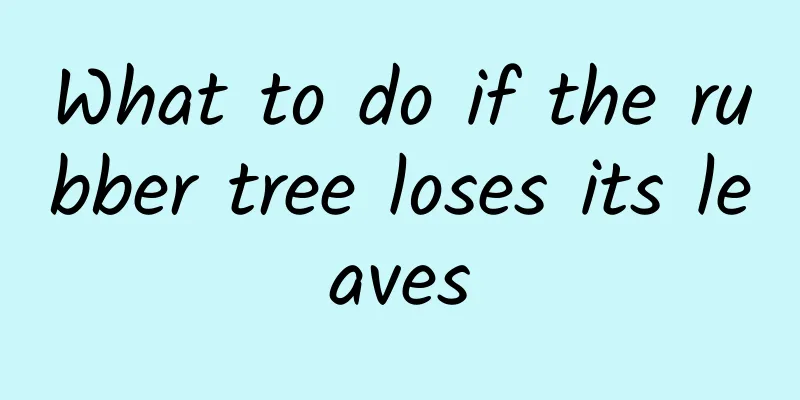 What to do if the rubber tree loses its leaves