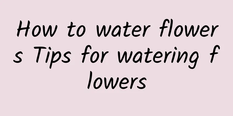 How to water flowers Tips for watering flowers