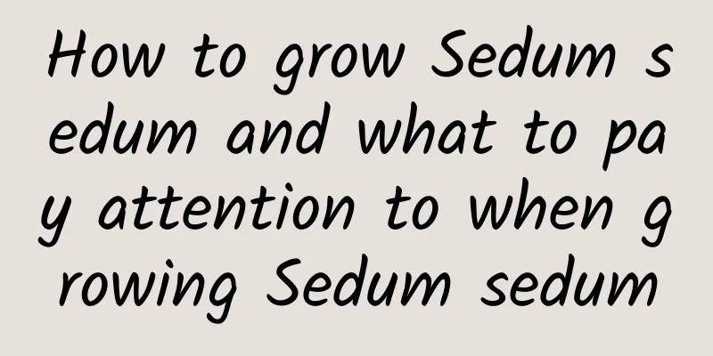 How to grow Sedum sedum and what to pay attention to when growing Sedum sedum