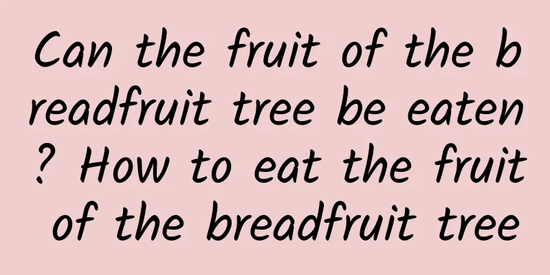 Can the fruit of the breadfruit tree be eaten? How to eat the fruit of the breadfruit tree